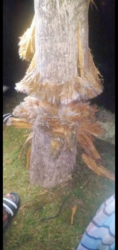 चाय बागान में हुए भयावह बम विस्फोट के चलते सागौन का एक पेड़ क्षतिग्रस्त